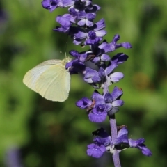 Pieris rapae (Cabbage White) at Albury, NSW - 18 Feb 2022 by KylieWaldon