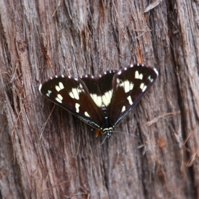 Cruria donowani (Crow or Donovan's Day Moth) at Bungonia, NSW - 19 Feb 2022 by MB