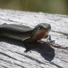 Pseudemoia entrecasteauxii (Woodland Tussock-skink) at Cotter River, ACT - 16 Feb 2022 by Christine