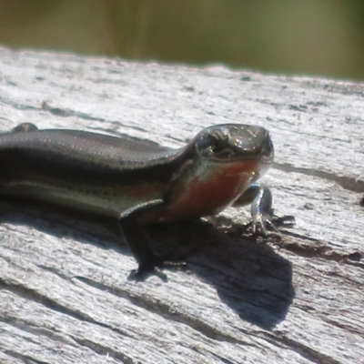 Pseudemoia entrecasteauxii (Woodland Tussock-skink) at Cotter River, ACT - 15 Feb 2022 by Christine