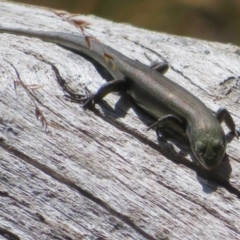 Pseudemoia entrecasteauxii at Cotter River, ACT - 16 Feb 2022