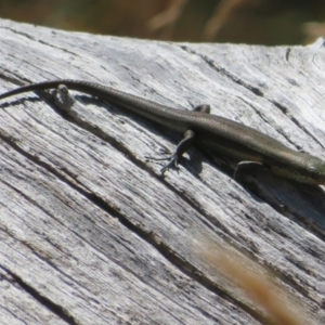 Pseudemoia entrecasteauxii at Cotter River, ACT - 16 Feb 2022