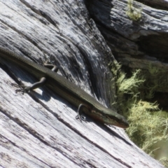 Pseudemoia entrecasteauxii at Cotter River, ACT - 16 Feb 2022