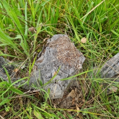 Papyrius sp. (genus) (A Coconut Ant) at Mount Mugga Mugga - 20 Feb 2022 by Mike