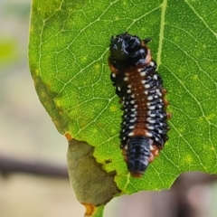 Paropsis variolosa (Variolosa leaf beetle) at Mount Mugga Mugga - 20 Feb 2022 by Mike