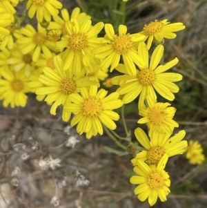 Senecio pinnatifolius var. alpinus at Cotter River, ACT - 20 Feb 2022