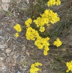 Senecio pinnatifolius var. alpinus at Cotter River, ACT - 20 Feb 2022