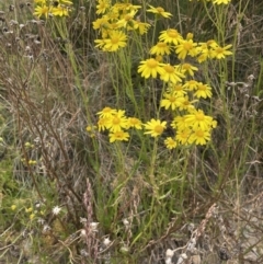 Senecio pinnatifolius var. alpinus at Cotter River, ACT - 20 Feb 2022 01:30 PM