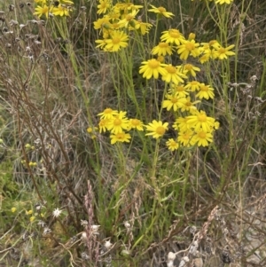 Senecio pinnatifolius var. alpinus at Cotter River, ACT - 20 Feb 2022