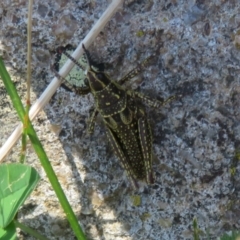 Monistria concinna (Southern Pyrgomorph) at Cotter River, ACT - 15 Feb 2022 by Christine