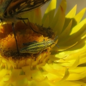 Monistria concinna at Cotter River, ACT - 16 Feb 2022