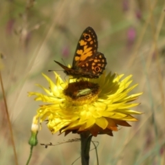 Monistria concinna at Cotter River, ACT - 16 Feb 2022