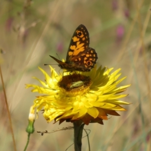 Monistria concinna at Cotter River, ACT - 16 Feb 2022