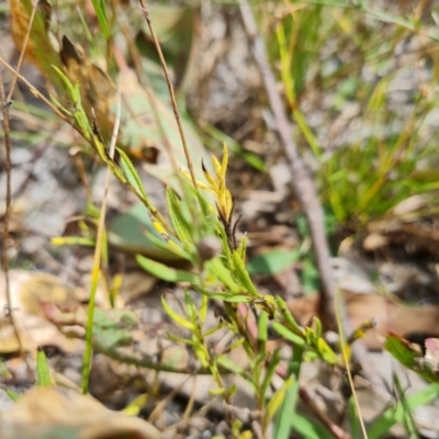 Leptorhynchos squamatus subsp. squamatus (Scaly Buttons) at Mount Mugga Mugga - 20 Feb 2022 by Mike