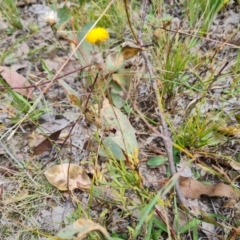 Leptorhynchos squamatus subsp. squamatus at O'Malley, ACT - 20 Feb 2022