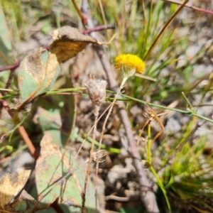 Leptorhynchos squamatus subsp. squamatus at O'Malley, ACT - 20 Feb 2022