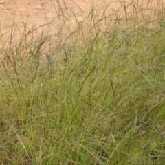 Eragrostis parviflora (Weeping Love Grass) at Hawker, ACT - 27 Jan 2022 by pinnaCLE