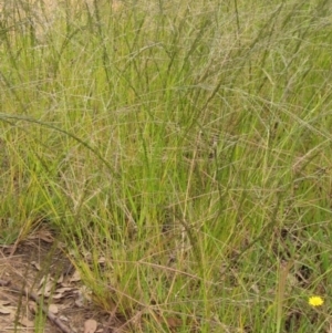 Eragrostis parviflora at Hawker, ACT - 28 Jan 2022