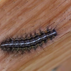 Ardices (genus) at Cotter River, ACT - 16 Feb 2022