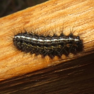 Ardices (genus) at Cotter River, ACT - 16 Feb 2022