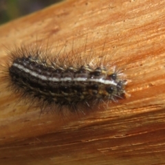 Ardices (genus) at Cotter River, ACT - 16 Feb 2022