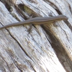 Pseudemoia spenceri (Spencer's Skink) at Cotter River, ACT - 16 Feb 2022 by Christine