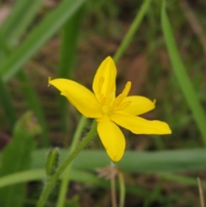 Hypoxis hygrometrica var. villosisepala at Weetangera, ACT - 28 Jan 2022