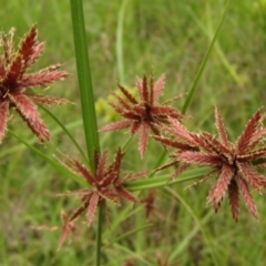 Cyperus lhotskyanus (A Sedge) at Molonglo Valley, ACT - 28 Jan 2022 by pinnaCLE