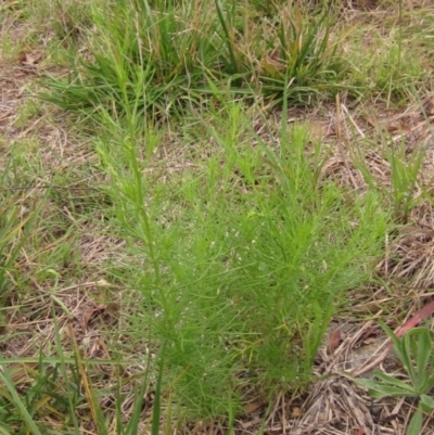 Schkuhria pinnata (Curious Weed, Dwarf Mexican Marigold) at Weetangera, ACT - 28 Jan 2022 by pinnaCLE