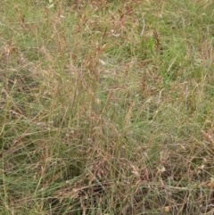 Sorghum leiocladum (Wild Sorghum) at Weetangera, ACT - 28 Jan 2022 by pinnaCLE