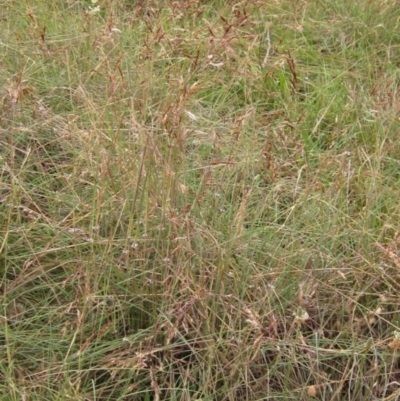 Sorghum leiocladum (Wild Sorghum) at The Pinnacle - 28 Jan 2022 by pinnaCLE