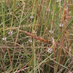 Sorghum leiocladum at Weetangera, ACT - 28 Jan 2022 11:49 AM