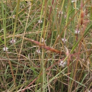 Sorghum leiocladum at Weetangera, ACT - 28 Jan 2022 11:49 AM