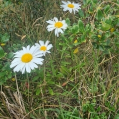 Leucanthemum x superbum (Shasta Daisy) at Bimberi Nature Reserve - 20 Feb 2022 by LukeMcElhinney