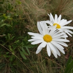 Leucanthemum x superbum at Brindabella, NSW - 20 Feb 2022