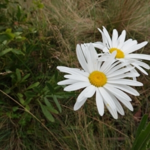 Leucanthemum x superbum at Brindabella, NSW - 20 Feb 2022