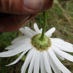 Leucanthemum x superbum at Brindabella, NSW - 20 Feb 2022