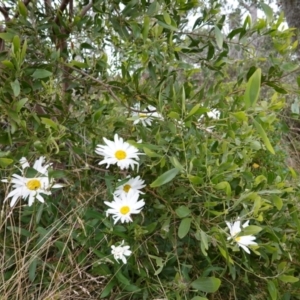 Leucanthemum x superbum at Brindabella, NSW - 20 Feb 2022