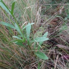 Leucanthemum x superbum at Brindabella, NSW - 20 Feb 2022