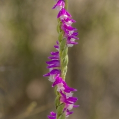 Spiranthes australis (Austral Ladies Tresses) at Bendoura, NSW - 19 Feb 2022 by trevsci