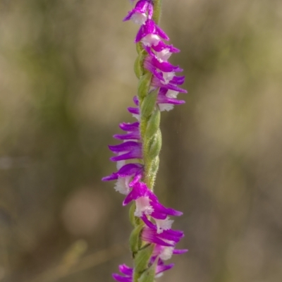 Spiranthes australis (Austral Ladies Tresses) at Bendoura, NSW - 20 Feb 2022 by trevsci