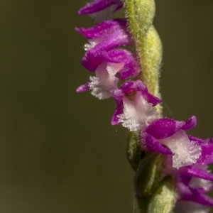 Spiranthes australis at Bendoura, NSW - 20 Feb 2022