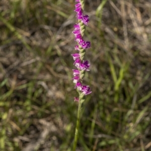 Spiranthes australis at Bendoura, NSW - 20 Feb 2022