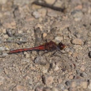 Diplacodes bipunctata at Bendoura, NSW - 20 Feb 2022