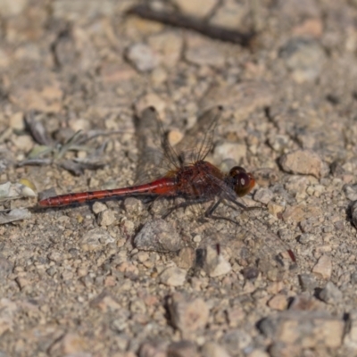 Diplacodes bipunctata (Wandering Percher) at Bendoura, NSW - 20 Feb 2022 by trevsci