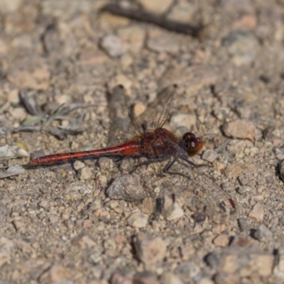 Diplacodes bipunctata (Wandering Percher) at Bendoura, NSW - 19 Feb 2022 by trevsci