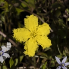 Nymphoides sp. (A Marshwort) at Bendoura, NSW - 19 Feb 2022 by trevsci