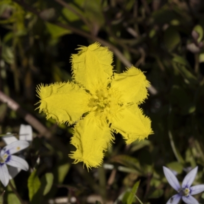 Nymphoides sp. (A Marshwort) at Bendoura, NSW - 20 Feb 2022 by trevsci