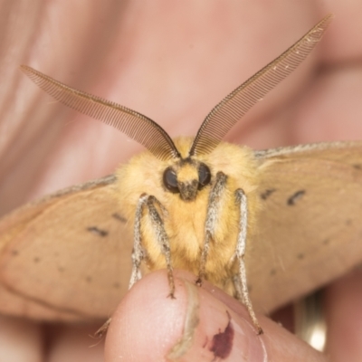 Anthela nicothoe (Urticating Anthelid) at Higgins, ACT - 20 Feb 2022 by AlisonMilton