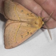 Anthela nicothoe at Higgins, ACT - 20 Feb 2022 09:04 AM